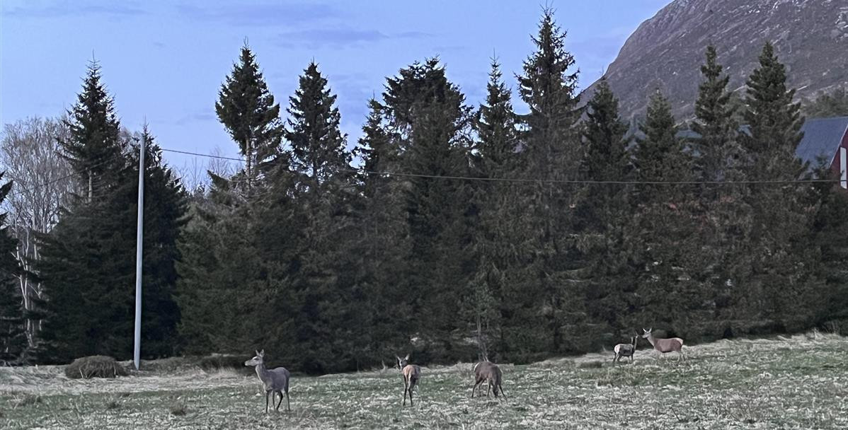 hjort med grantre i bakgrunnen
